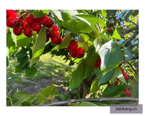 樱桃视频：一口鲜甜，满载夏日风情